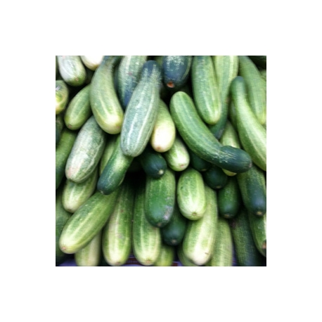 Cucumber 1kG Cucumber 1kG