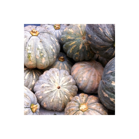 Kaddu Yellow Pumpkin 1 Pcs Kaddu Yellow Pumpkin 1 Pcs