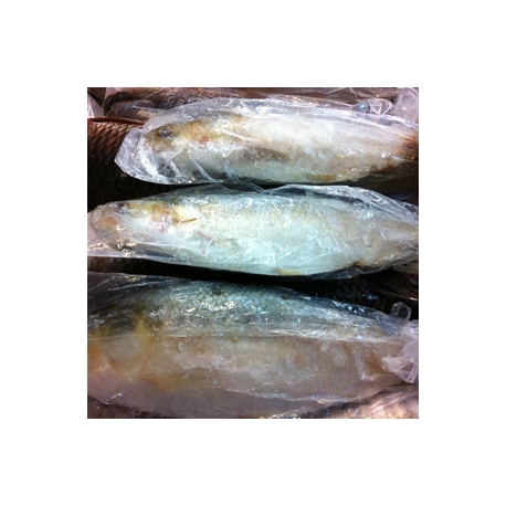 Frozen Katla Fish Approx 2kg Whole Frozen Katla Fish Approx 2kg Whole