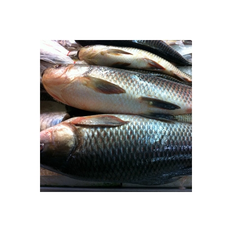 Frozen Rohu Fish Approx 2kg Whole Frozen Rohu Fish Approx 2kg Whole