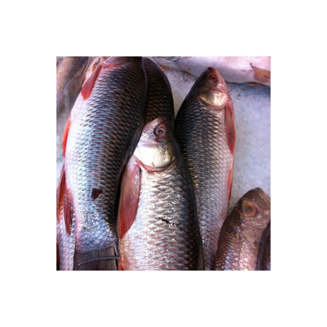Frozen Hilsa Fish 1KG Frozen Hilsa Fish 1KG