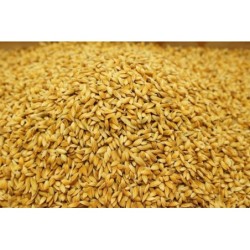 Satvik Chawal Ke Dhan Ke Beej, Vadlu (Rice Paddy Seeds) Pooja Dhan