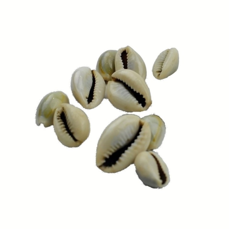 Satvik Spiritual Kaudi Conch (Shell/sacred Shankh), of 11 Pcs